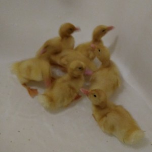 Duckies first swim